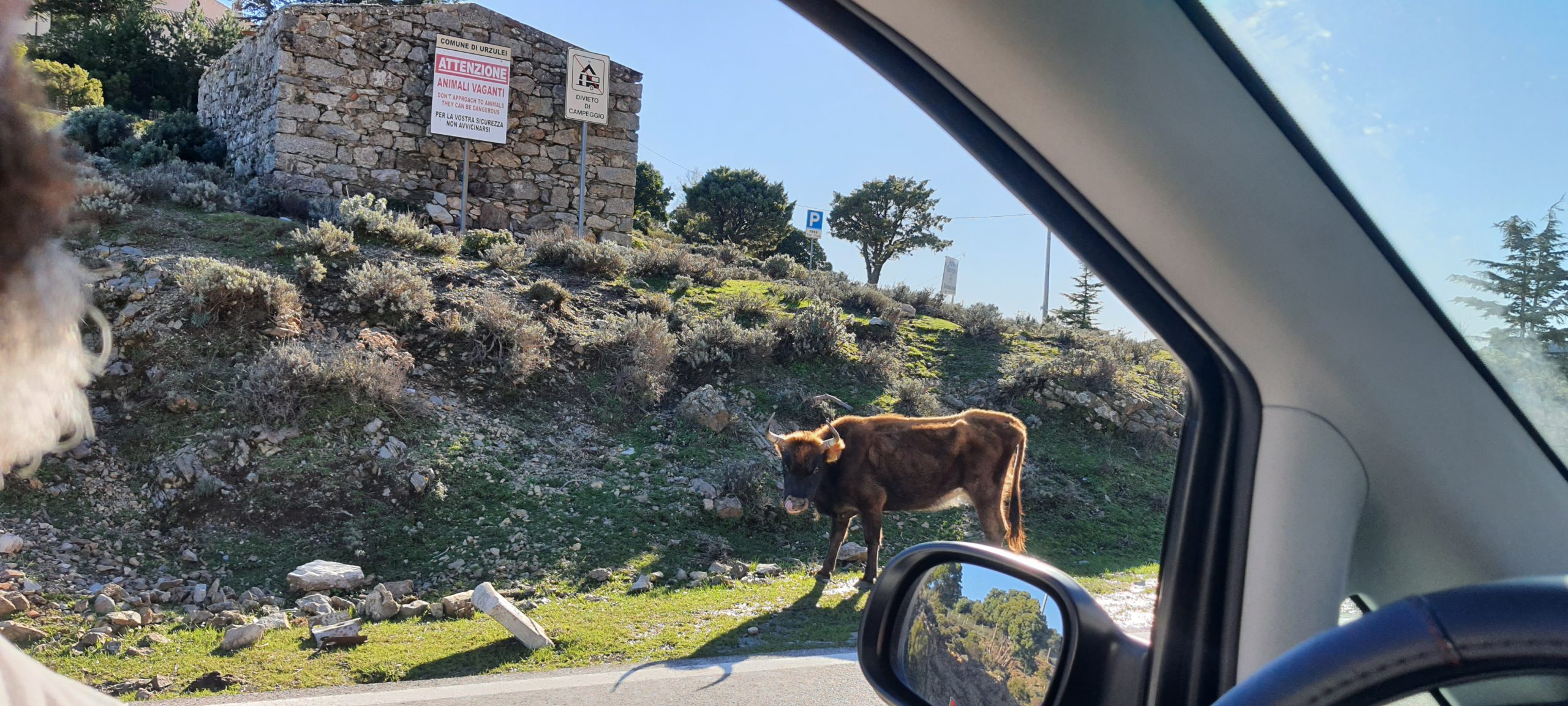 Mucca sulla strada per Tortolì (NU)
