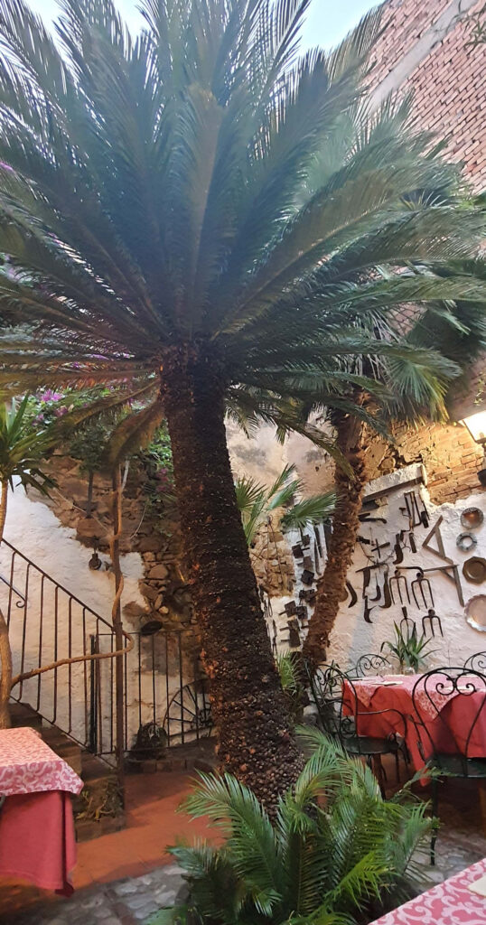 La Cycas piantata all'ingresso della pizzeria a Castelbuono, in Sicilia.