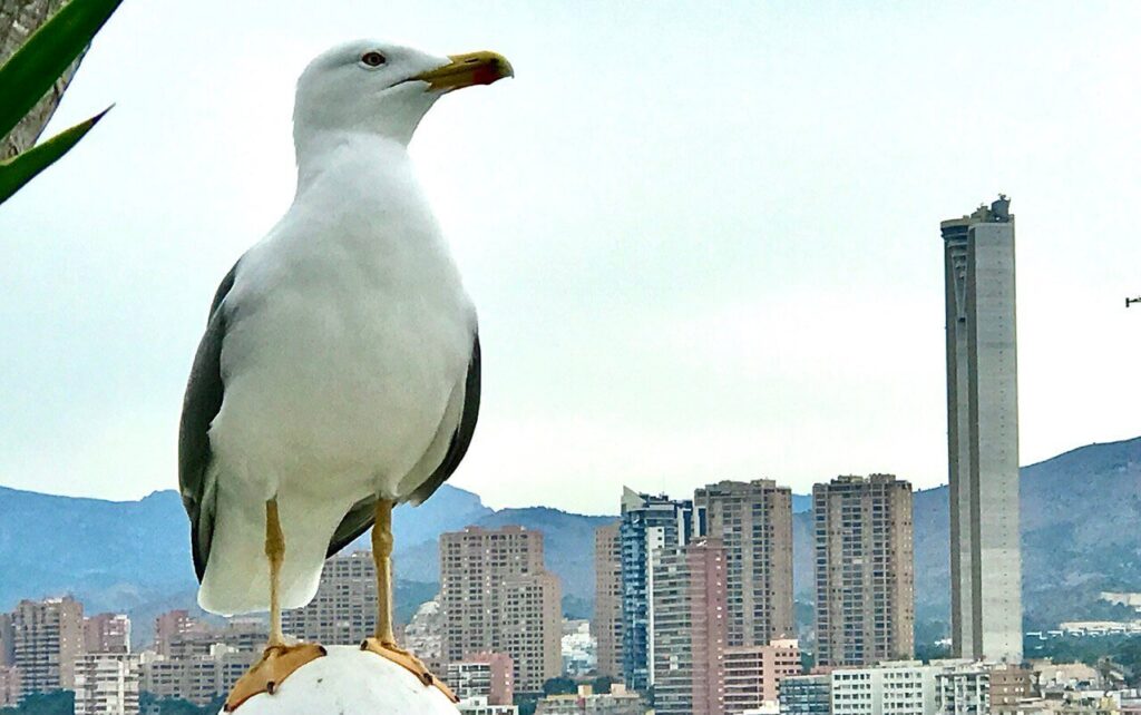 Un gabbiano al Mirador di Benidorm