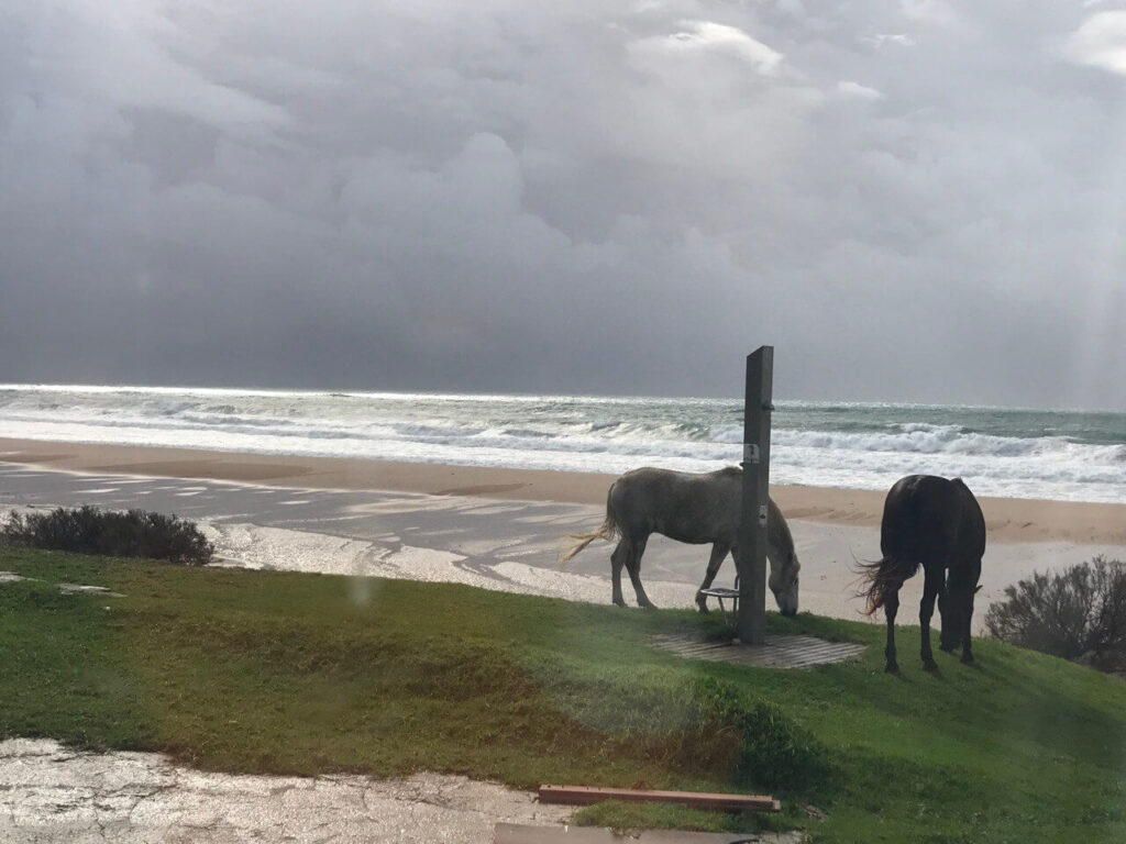 Cavalli sulla spiaggia di Bolonia, in Spagna.