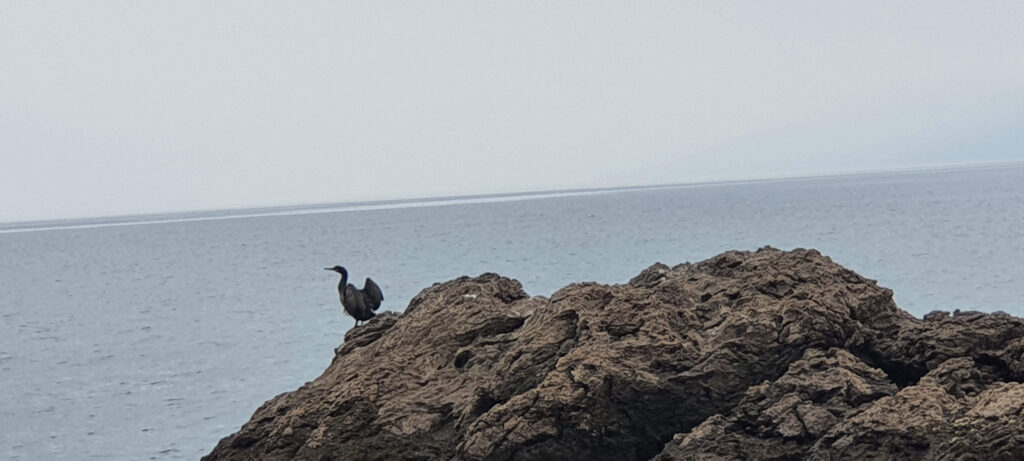Particolare di una roccia a Preluk, in Croazia.